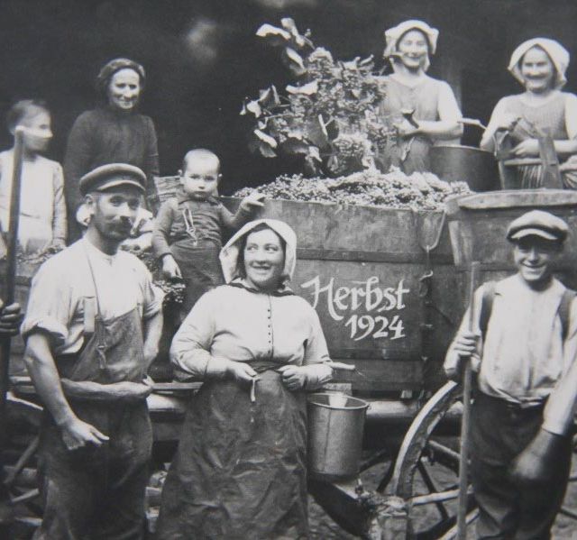 Winegrowers’ Cooperative Königschaffhausen-Kiechlinsbergen - History