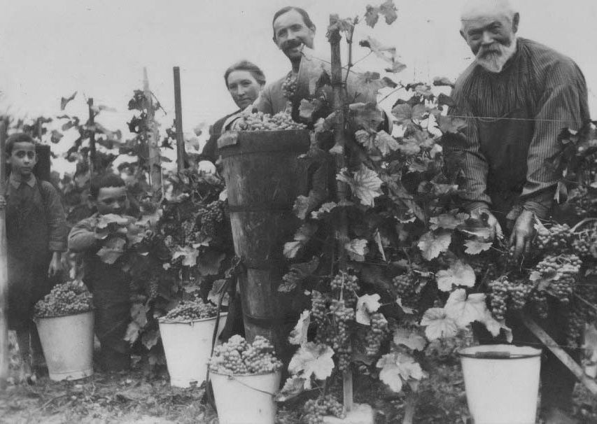 Winzergenossenschaft Königschaffhausen-Kiechlinsbergen - Geschichte