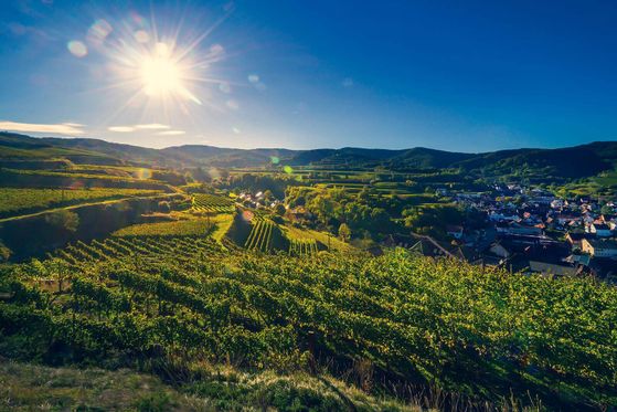 Winzergenossenschaft Königschaffhausen-Kiechlinsbergen - Einzellagen