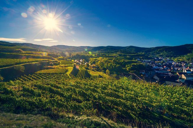 Winegrowers’ Cooperative Königschaffhausen-Kiechlinsbergen - Individual vineyards