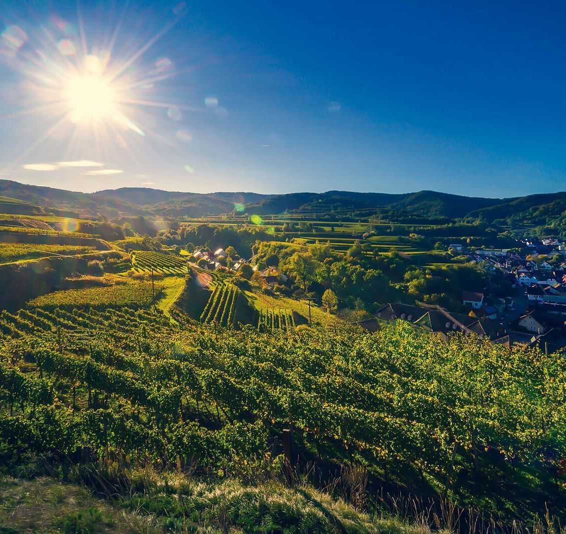 Winzergenossenschaft Königschaffhausen-Kiechlinsbergen - Einzellagen