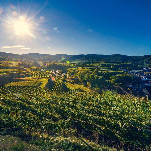 Winegrowers’ Cooperative Königschaffhausen-Kiechlinsbergen - Individual vineyards