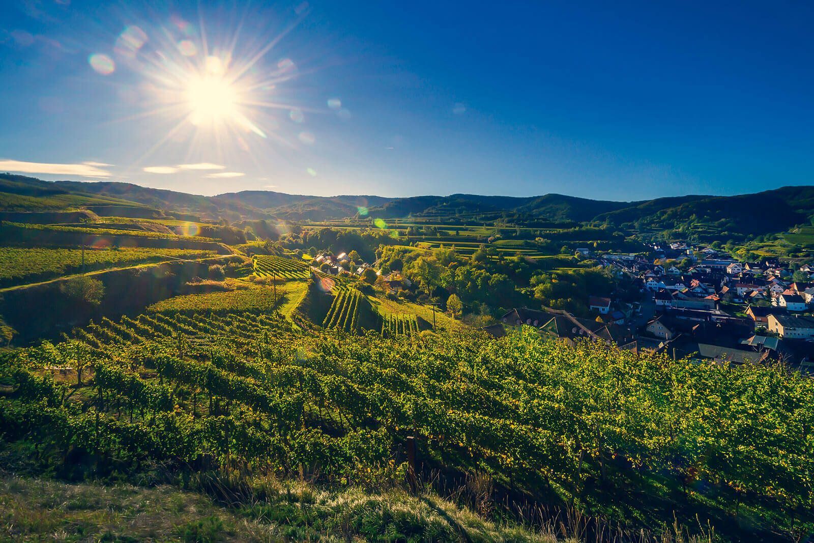 Winzergenossenschaft Königschaffhausen-Kiechlinsbergen - Einzellagen